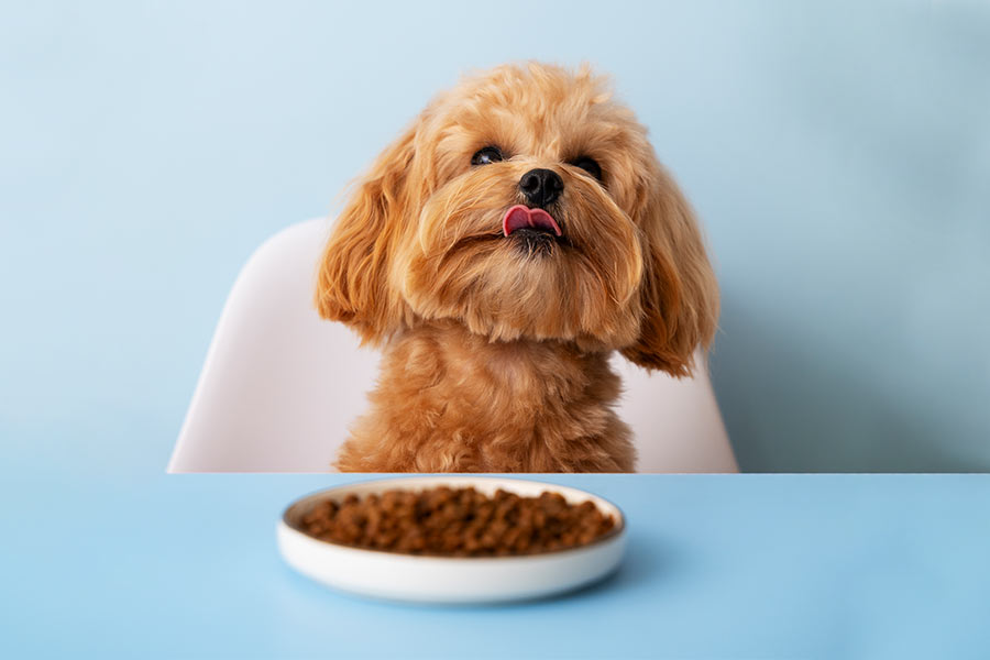 Clawset – The Fur’s favourite closet.